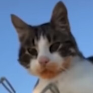 6cat