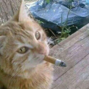 白吉吉的11號唱片