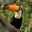 Generic Toucan's avatar