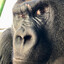 Lardo McChunky Monkey's avatar