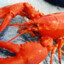 LOBSTER JUNIOUR
