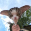 Long eared cat