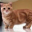 MEOWP