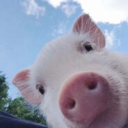 翻斗花园第一突击手胡图图