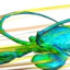 aerodynamics of a lobster
