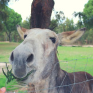 ramalhao - steam id 76561197983376704