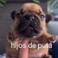 loló