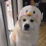 先报点再说卧丶槽