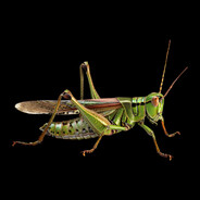 grasshopper
