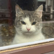 avatar kittler
