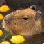 Capibara | RunFailCSSweets