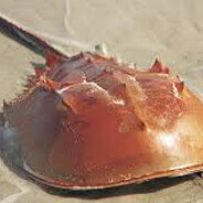 Horseshoe crab