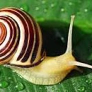 snailoh20032