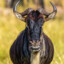 wildebeest