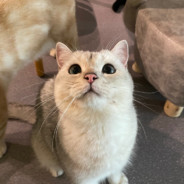 坏了，快把他音响砸了