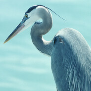 bird?