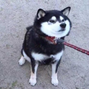 林蒙ing（汉谟拉比）