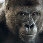 Kurczak_Gorilla