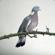 Woodpigeon
