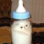 Кошачье молоко