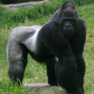 Big Black African Monkey