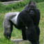 Big Black African Monkey