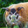 Red River Hog