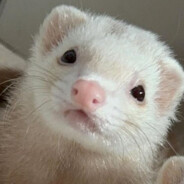 cute fuzzy ferret