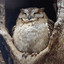 Absurd_Owl