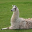 Llama_Disaster1