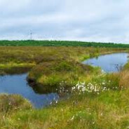 Peat Bog Enjoyer