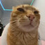 /usr/bin/cat