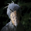 The Shoebill's avatar
