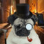 Detective_pug