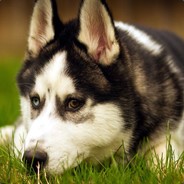 霸王不别姬你太美