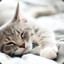 thecatlol10