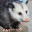 Opossum Ray