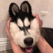 [安全总监] 德穆兰