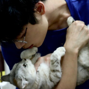 我家猫真会后空翻