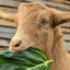Gote777