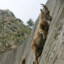 mountain goat