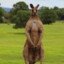 Kangaroo