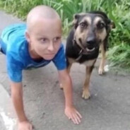 Памидоры Самарка