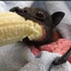Bat
