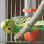 Parakeetfood