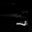 kot_pro121