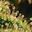 Trichome