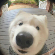 70岁肥猪狙击手