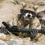 TacticalRaccoon