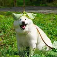 玩家头像
